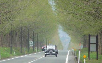 元気な　トラ坊