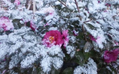 京都も寒いです