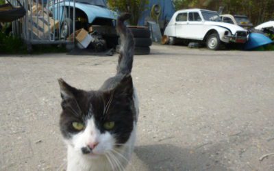 ご希望のシトロエン