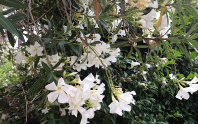 もうお盆ですね