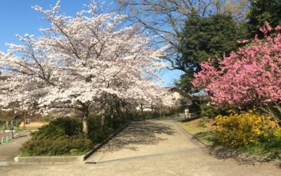 桜咲く